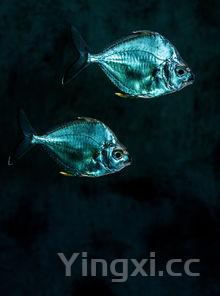 冷冻鲷鱼片的做法，冷冻鲷鱼片是什么鱼