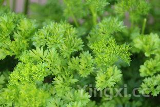香菜对男性功能有影响吗，吃香菜的好处和坏处