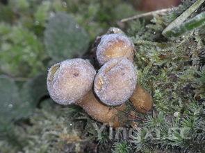 蘑菇的做法，蘑菇的做法大全家常菜