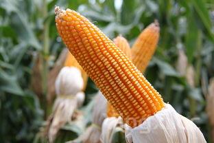 榴莲价格多少钱一斤2025年,榴莲的价格多少钱一斤