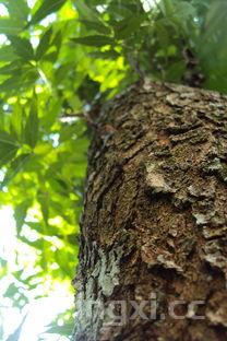 夏威夷果的功效与作用,碧根果的功效与作用