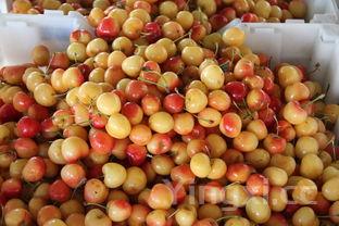 100种水果大全,100种水果大全单词