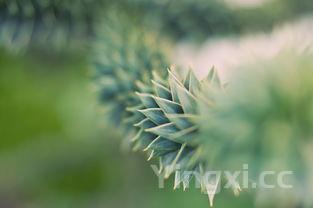 绿豆芽的生长过程观察记录表，绿豆芽的生长过程