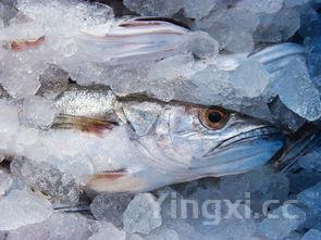 家常炖鳕鱼的做法，家常炖鳕鱼的做法大全视频