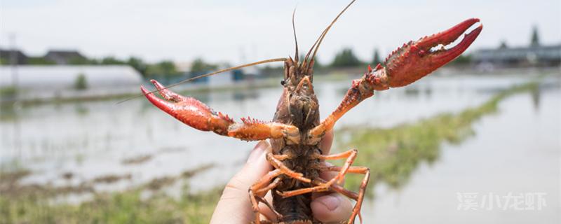 小龙虾如何养殖 小龙虾养殖方法和环境