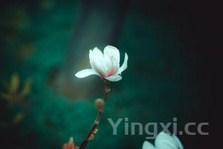 生煎包，生煎包图片