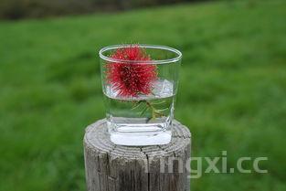 想学做奶茶去哪里可以学，想学做奶茶