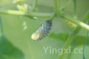 茭白防肠癌吗，为什么说茭白是肠癌的克星