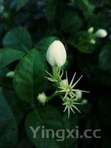茉莉花茶适合什么季节喝，茉莉花茶属于什么茶
