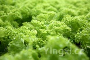安胎最好的蔬菜，孕妇最怕三种调料