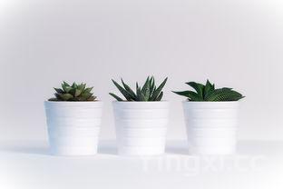 白扁豆图片大全大图 植物，白扁豆图片大全