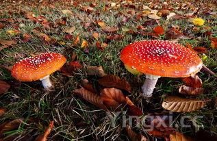 清炒木耳怎么做好吃又简单，清炒木耳怎么做好吃