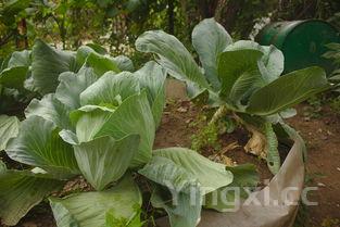 山东枣花馍，山东枣花馒头做法大全