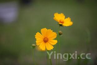 四川香辣虾的做法，四川香辣虾