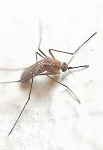 南美白对虾养殖技术，南美白对虾养殖技术大全