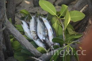 大厨教你红烧排骨的做法视频，正宗红烧排骨的做法步骤视频