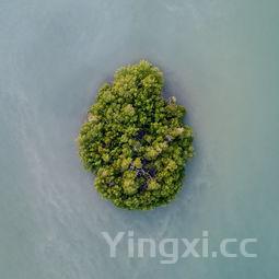 炒海瓜子图片，炒海瓜子图片真实