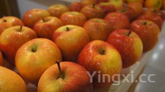 冰糖雪梨怎么煮止咳效果好，冰糖雪梨怎么煮