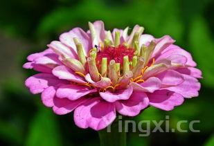 洋槐花的吃法大全,洋槐花的吃法大全视频