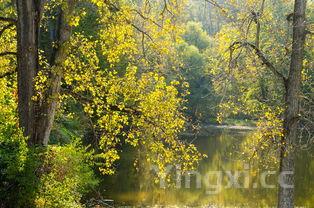 洋槐花的吃法大全,洋槐花的吃法大全视频