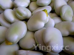 油炸蚕豆的好处与坏处，蚕豆为什么被称为死亡之豆
