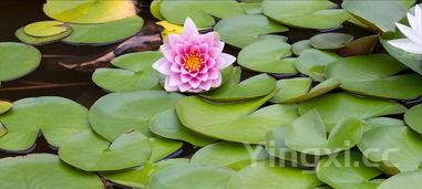 香菜为何叫断阳草的由来和历史，香菜为何叫断阳草