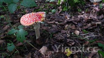 已灭绝的十大恐怖章鱼缠住小姐姐，已灭绝的十大恐怖章鱼