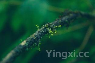 有机薏仁米的食用方法，薏仁米的食用方法