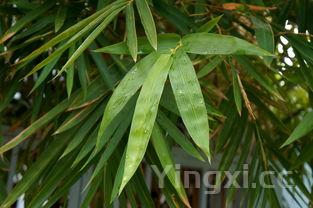 粽叶是指的一种叶子?，粽叶是什么植物的叶子