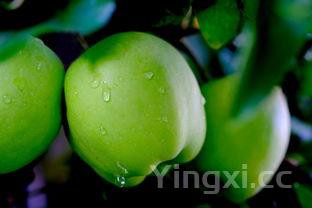 整个的青辣椒怎么腌才能好吃，整个青辣椒的腌制方法