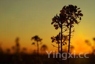 油菜，油菜花什么时候开