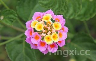 槐花和什么搭配最好，槐花包子必放三种菜