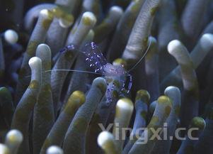 大海虾的做法视频，大海虾的做法