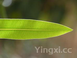 粽子叶的种类大全，粽子叶的植物叶子图