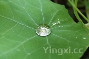 毛豆如何煮完是绿色的，毛豆怎幺煮是绿色的