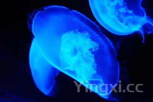 海蜇是水母吗水母有毒吗?，海蜇是水母吗