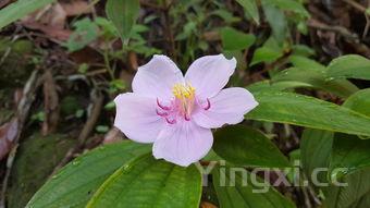 12种花卷做法大全，经典花卷做法