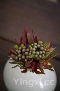 火龙果是凉性还是热性,火龙果是凉性还是热性有什么功效