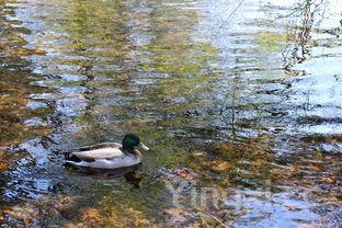 清蒸龙虾做法视频教程，清蒸龙虾