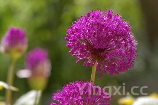 韭菜的做法大全图片欣赏,韭菜的做法大全图解