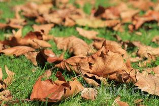 烧烤食材清单100大全，烧烤食材清单大全表