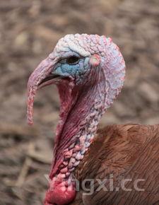 微波炉食谱250例[做法大全,微波炉食谱大全及做法窍门