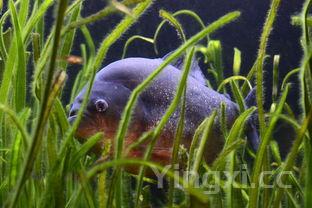 清蒸鳗鱼的做法大全,清蒸鳗鱼怎么做才好吃