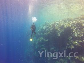 蓝鳍金枪鱼2000万人民,蓝鳍金枪鱼最贵多少钱一斤 蓝鳍金枪鱼2000万人民,蓝鳍金枪鱼最贵多少钱一斤