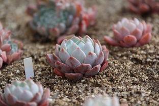 花卷的13种的捏法的视频,简单的花卷的捏法视频 花卷的13种的捏法的视频,简单的花卷的捏法视频