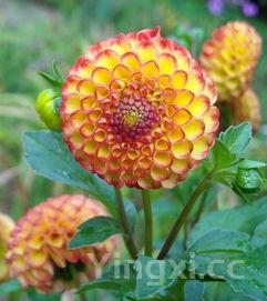 自己想开花店去哪里学,新手如何开蛋糕店