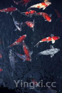 新鲜墨鱼的做法，新鲜墨鱼的做法处理方法