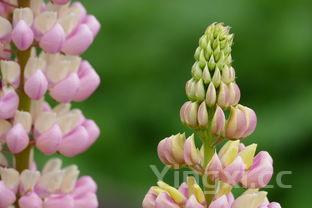 扁豆角图片,有毒的扁豆角图片