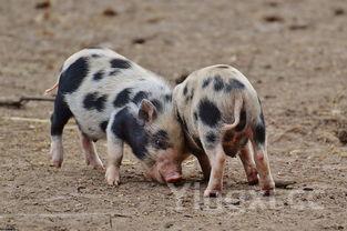 猪肉价格最新消息,今日猪肉价格最新价格表 猪肉价格最新消息,今日猪肉价格最新价格表