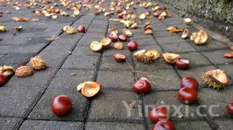 栗子的几种做法,栗子的100种做法